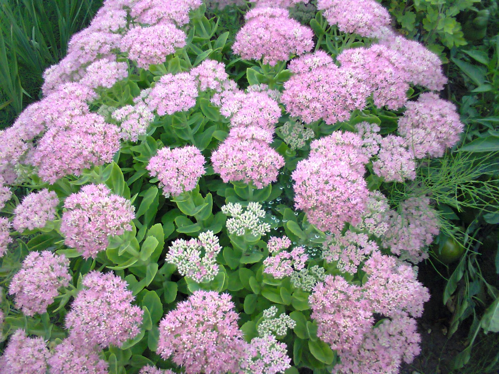 Form