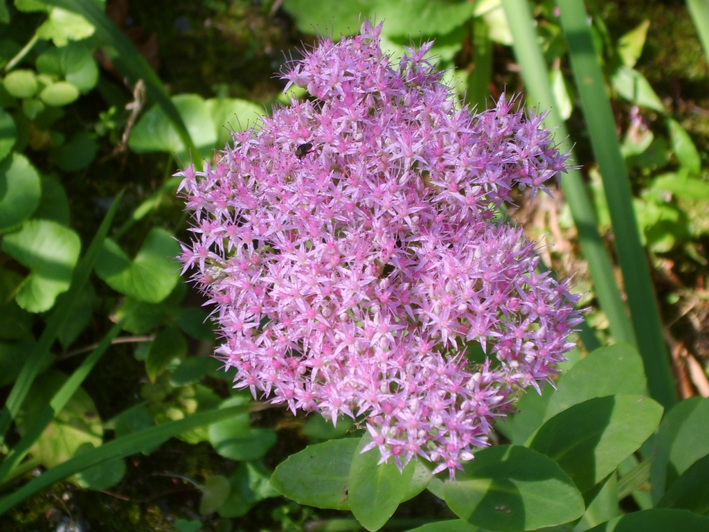 Hylotelephium spectabile