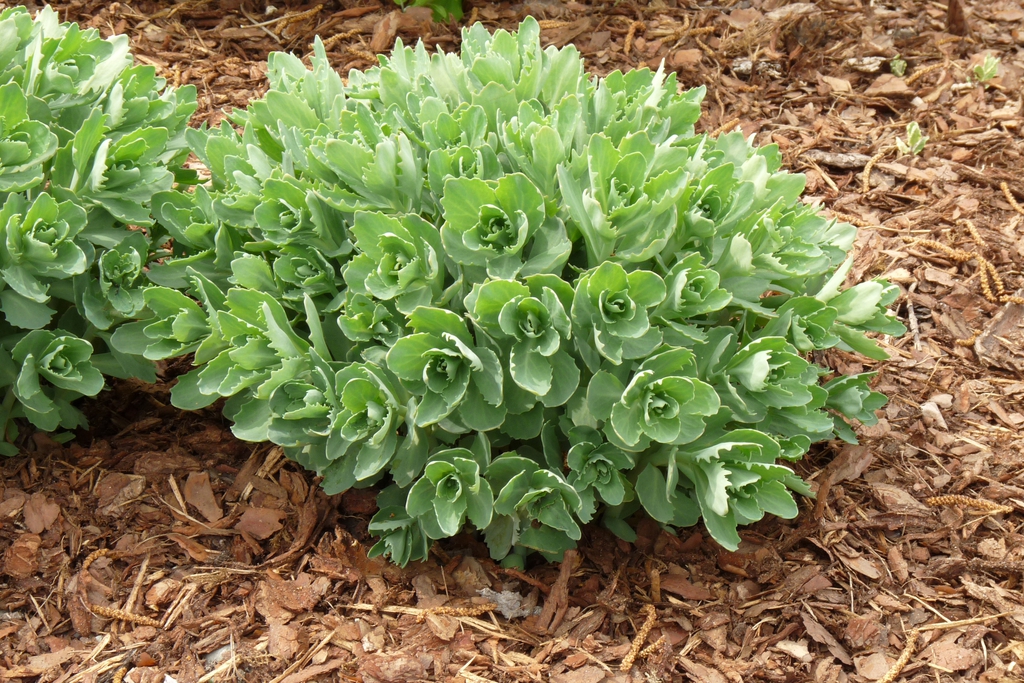 Form