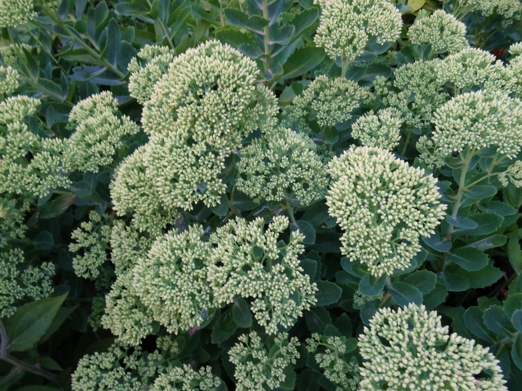 Hylotelephium