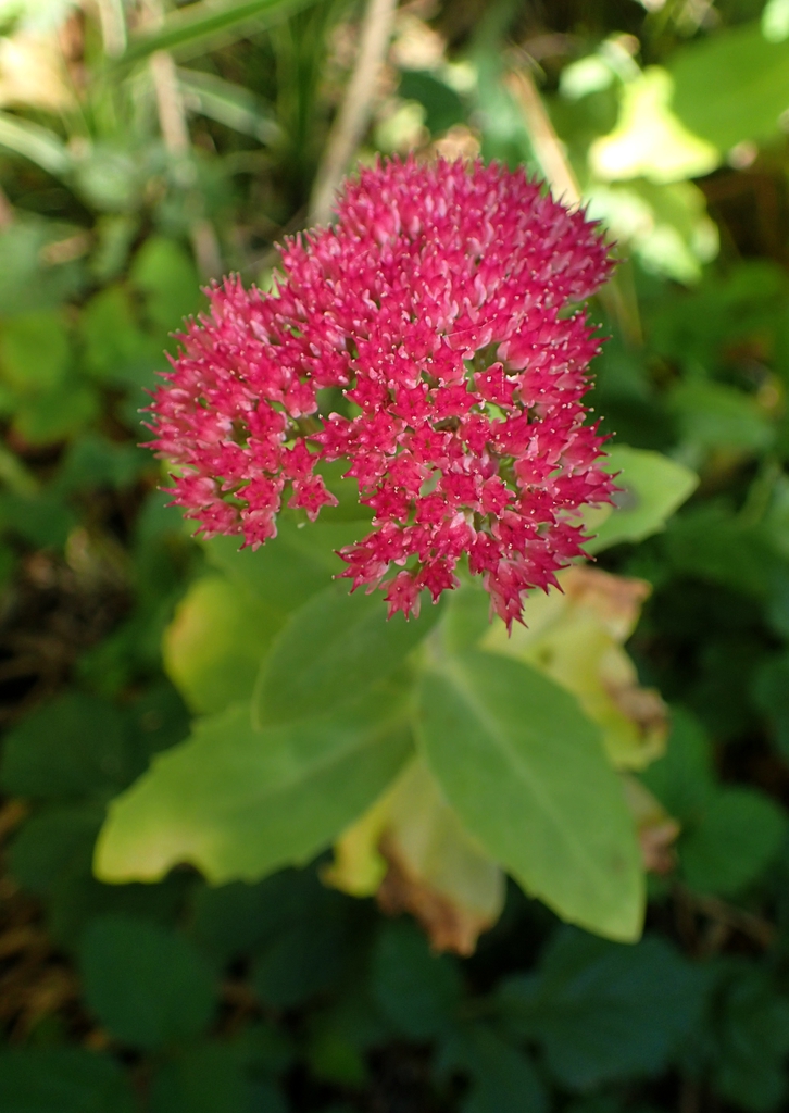 Hylotelephium telephium