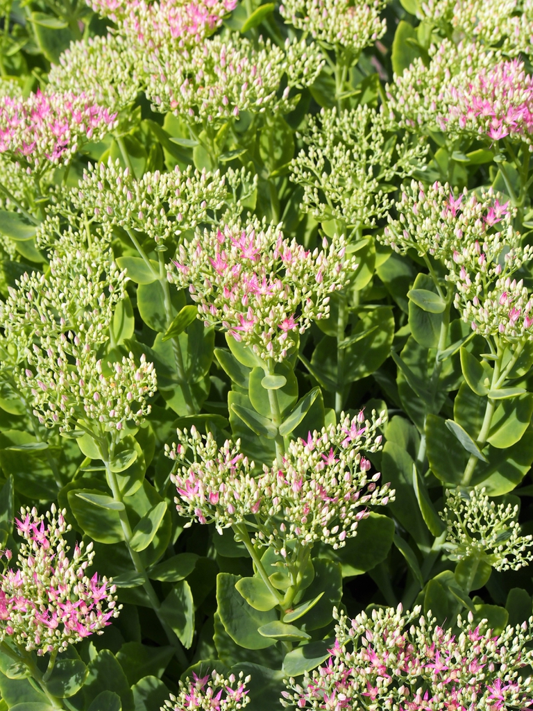 Hylotelephium telephium