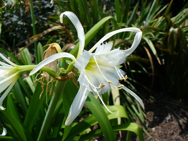 Hymenocallis 'Advance'