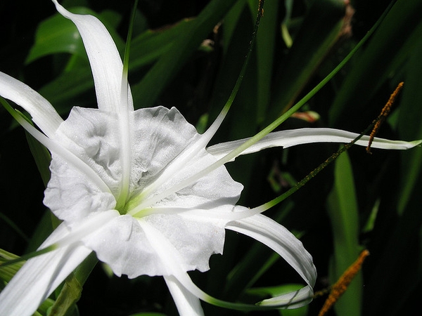 Hymenocallis caribaea