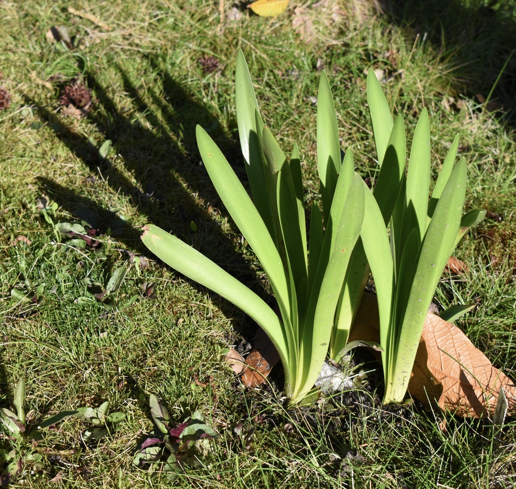 Form - March 29 - Wake Co., NC