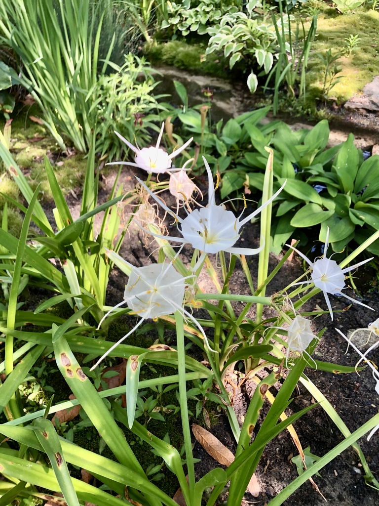 Form - May 19 - Wake Co., NC