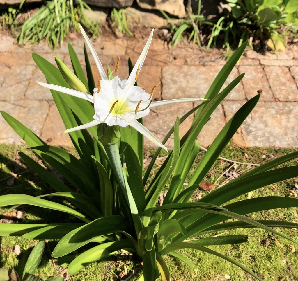 Form - Spring - Warren Co., NC