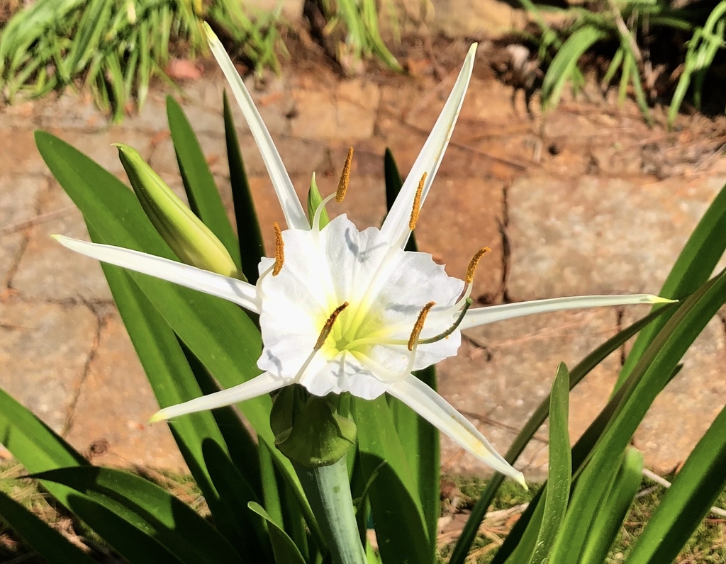 Flower - Spring - Warren Co., NC