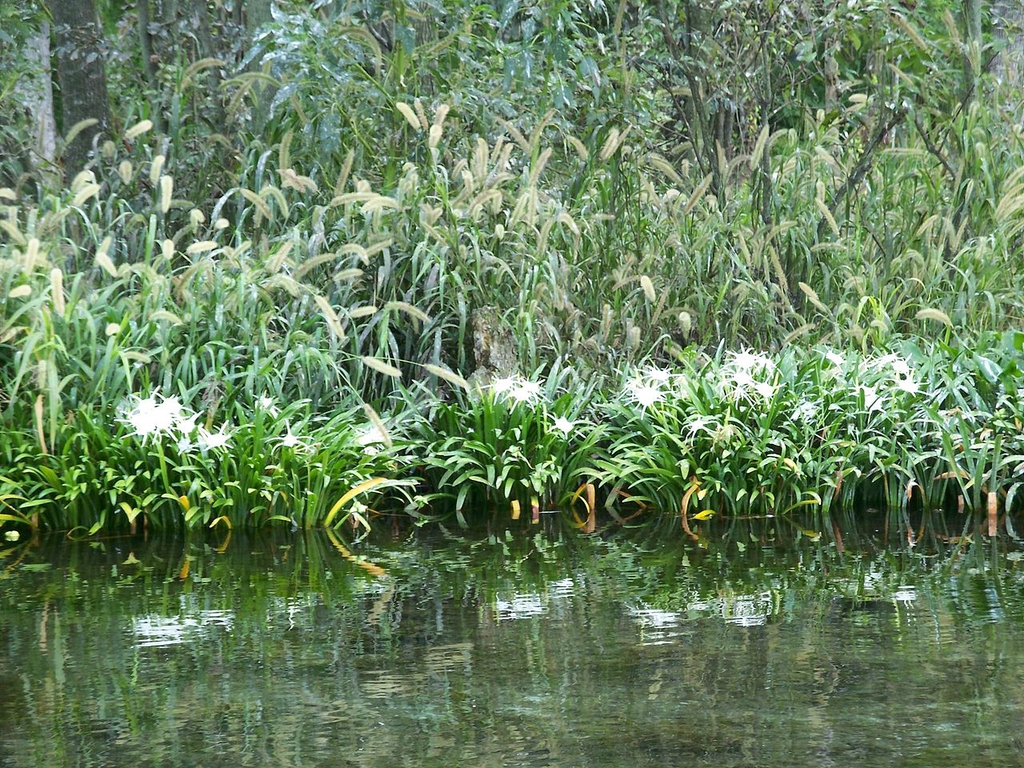 Native habitat