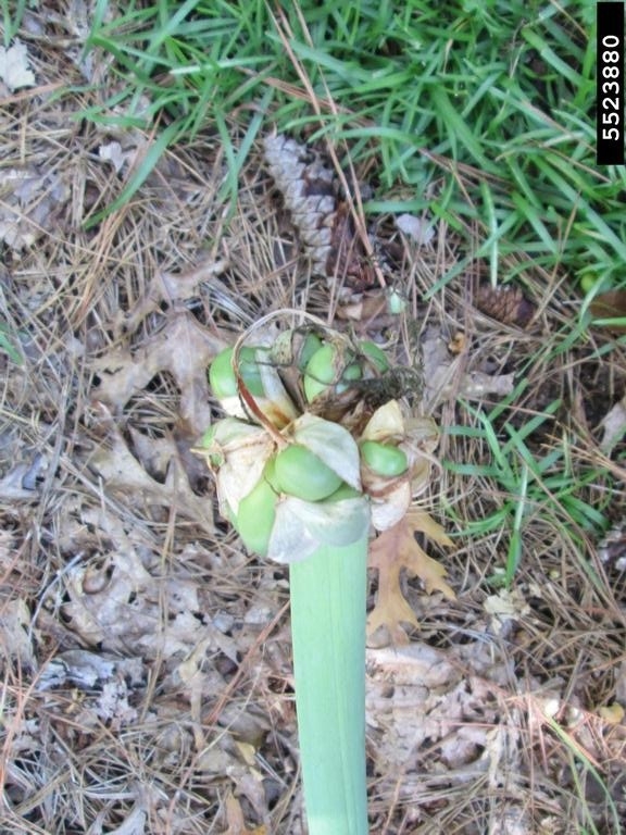 Fruit