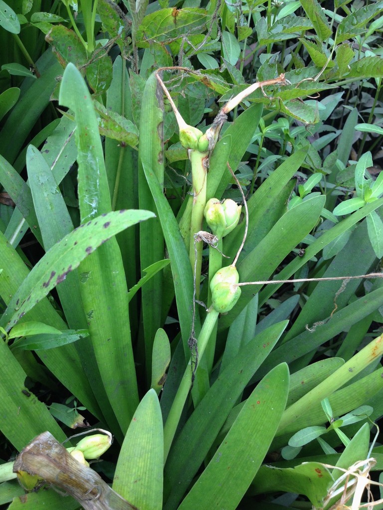 Leaves and buds