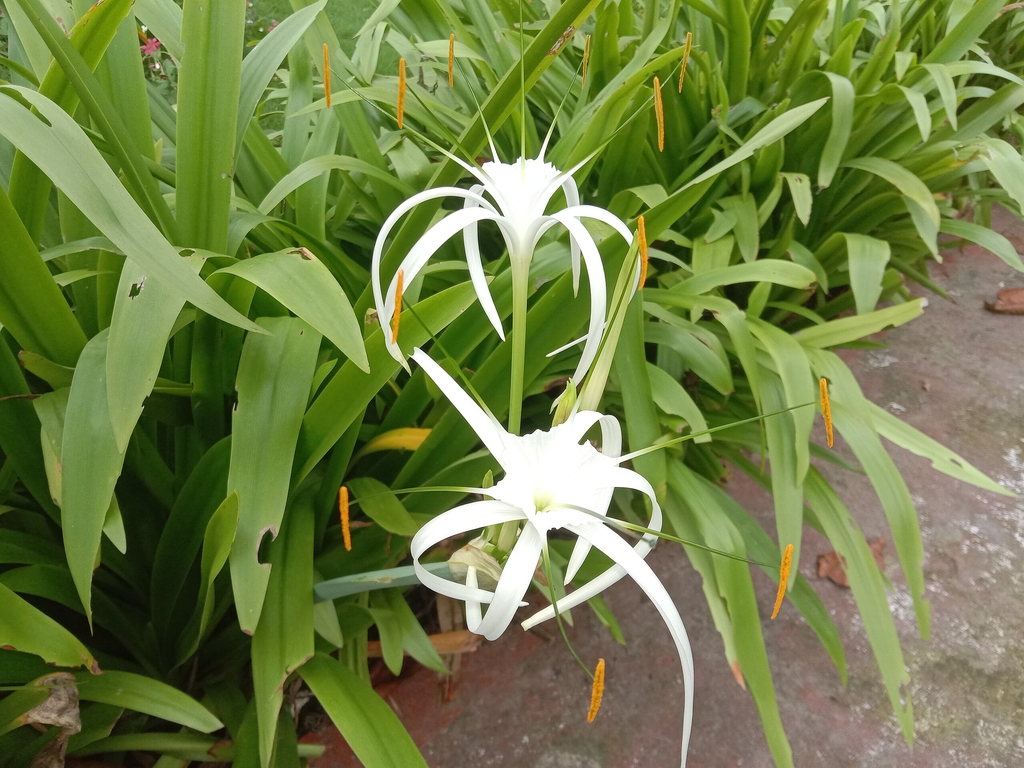 Stap like leaves and white spidery flowers