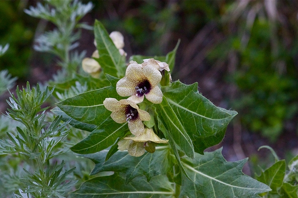 Hyoscyamus nigra