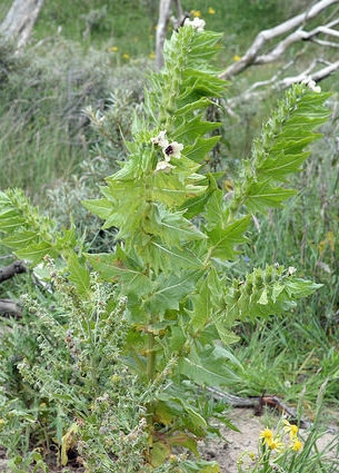 Hyoscyamus nigra
