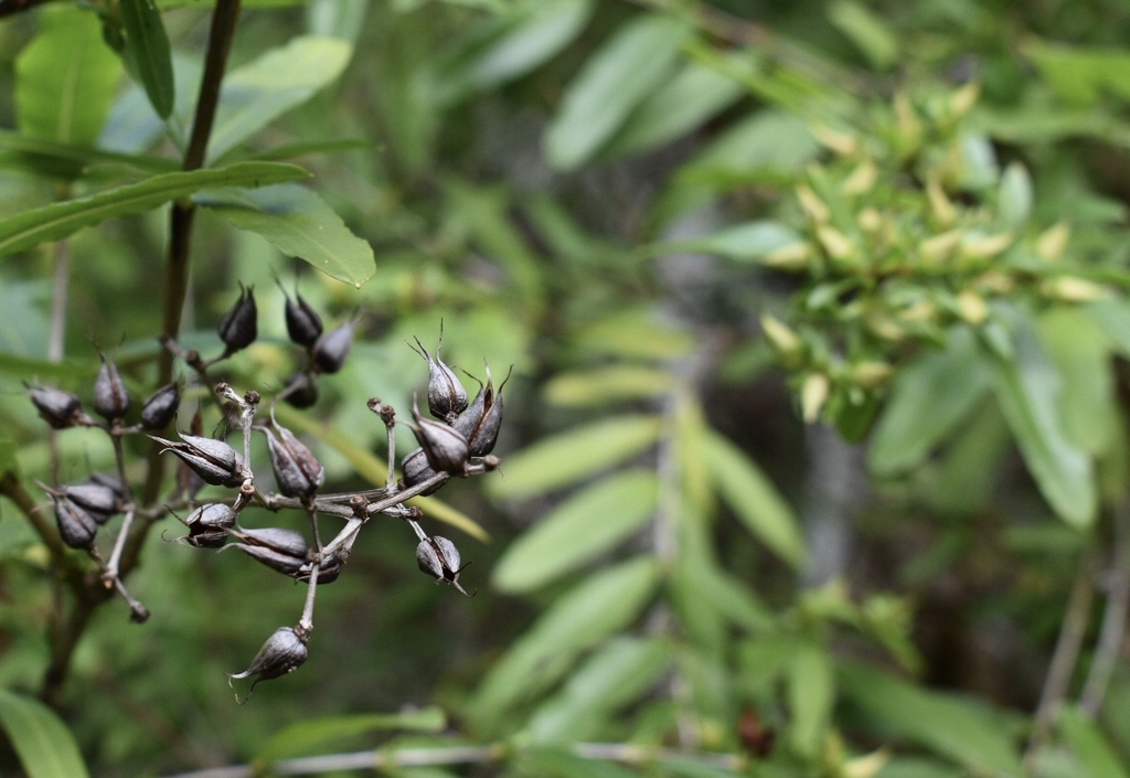 Fruits