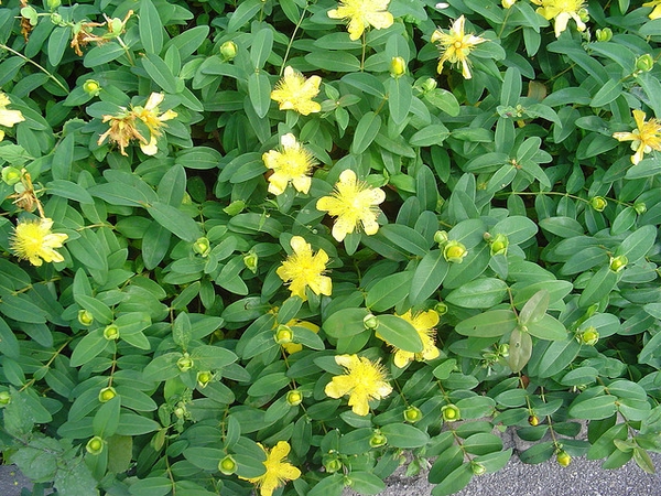 Hypericum calycinum