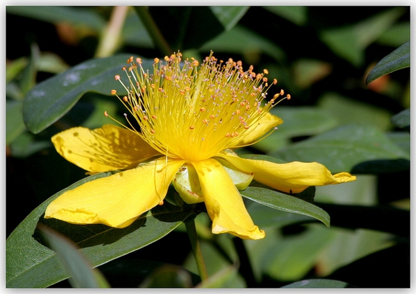Hypericum calycinum