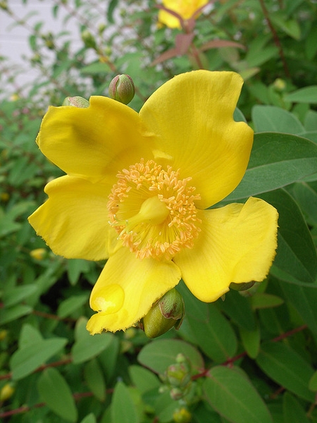 Hypericum calycinum