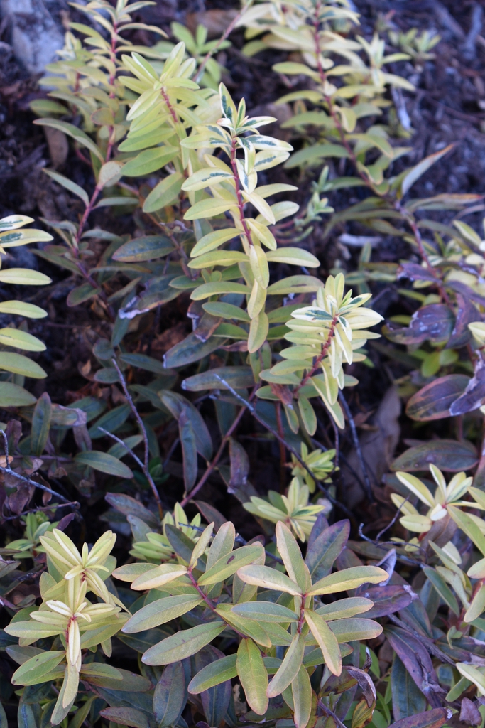 Leaves