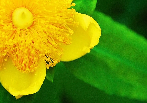 Close up of flower