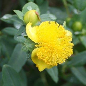 Hypericum frondosum