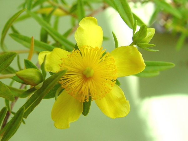 Hypericum kalmianum