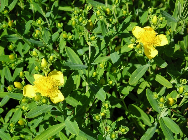 Hypericum kalmianum