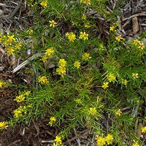 Hypericum lloydii