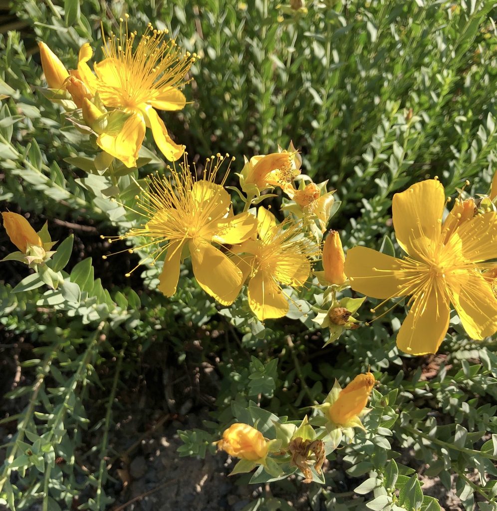 Flowers and Leaves