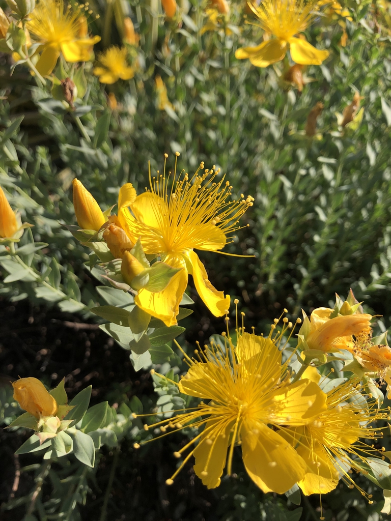 Flowers and Buds