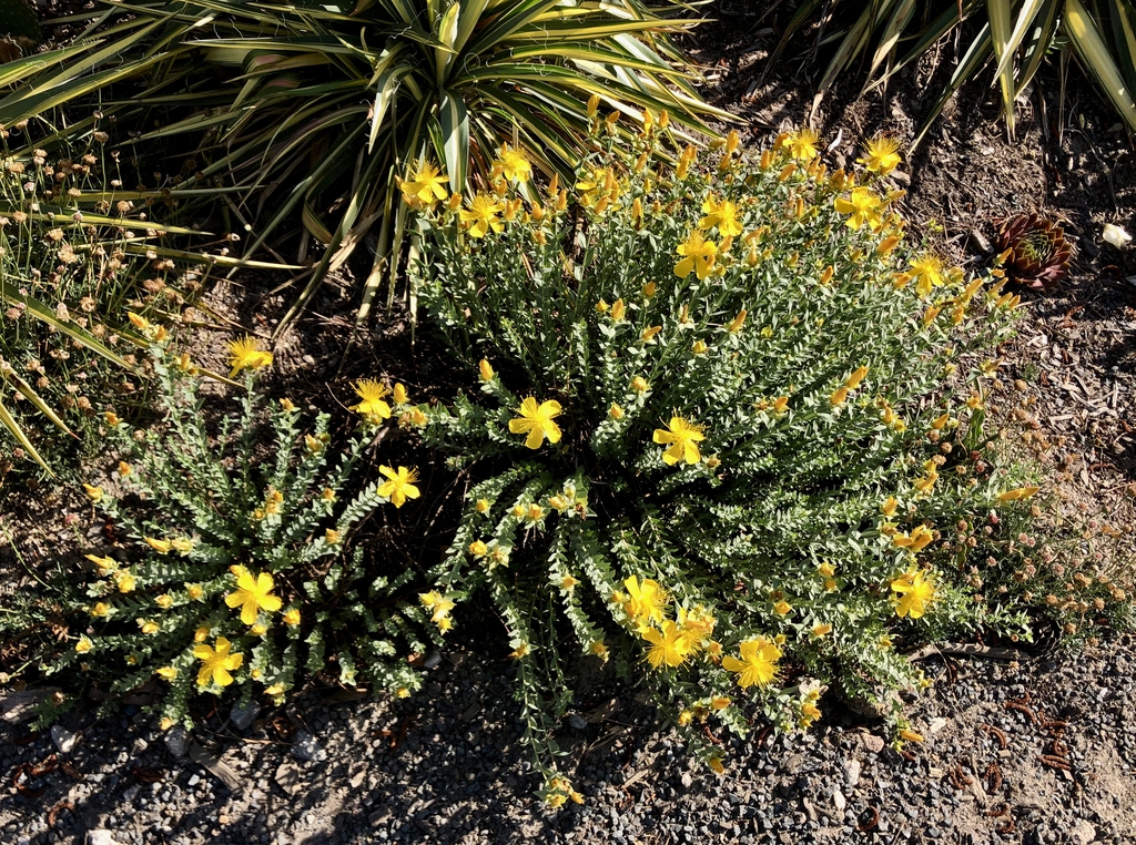 Form of the shrub with yellow flowers