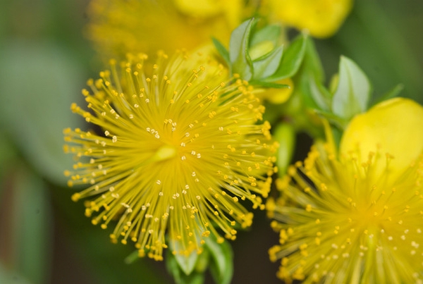 Hypericum prolificum
