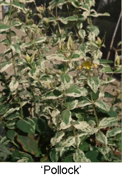 Green leaves with white speckles