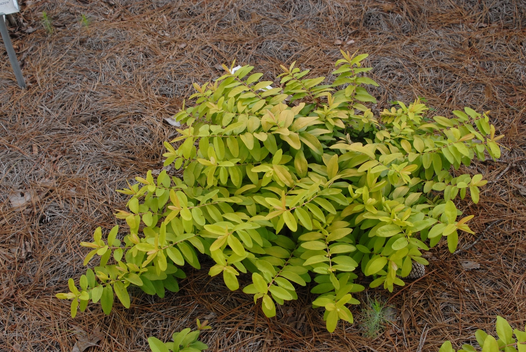 Hypericum calycinum