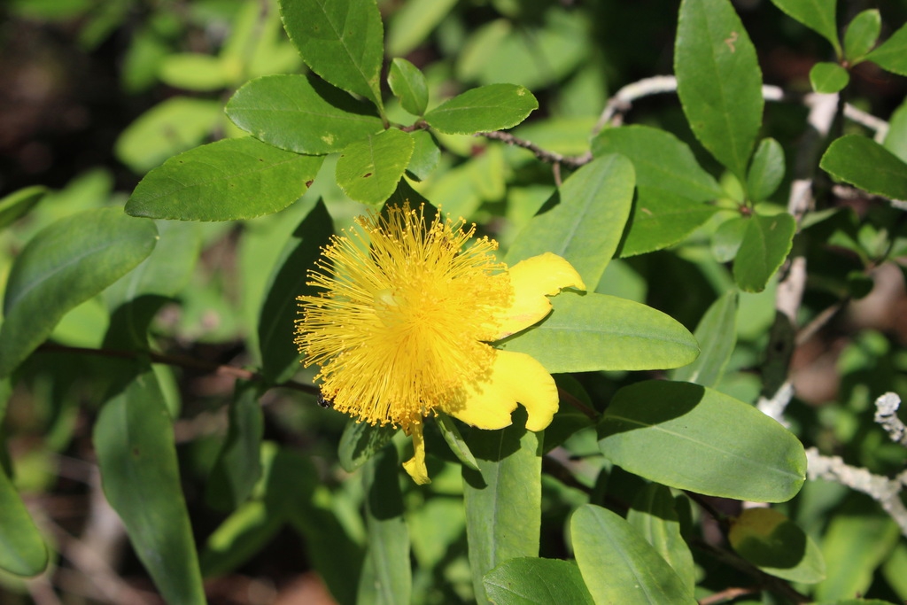 Yellow flowers with many stamens