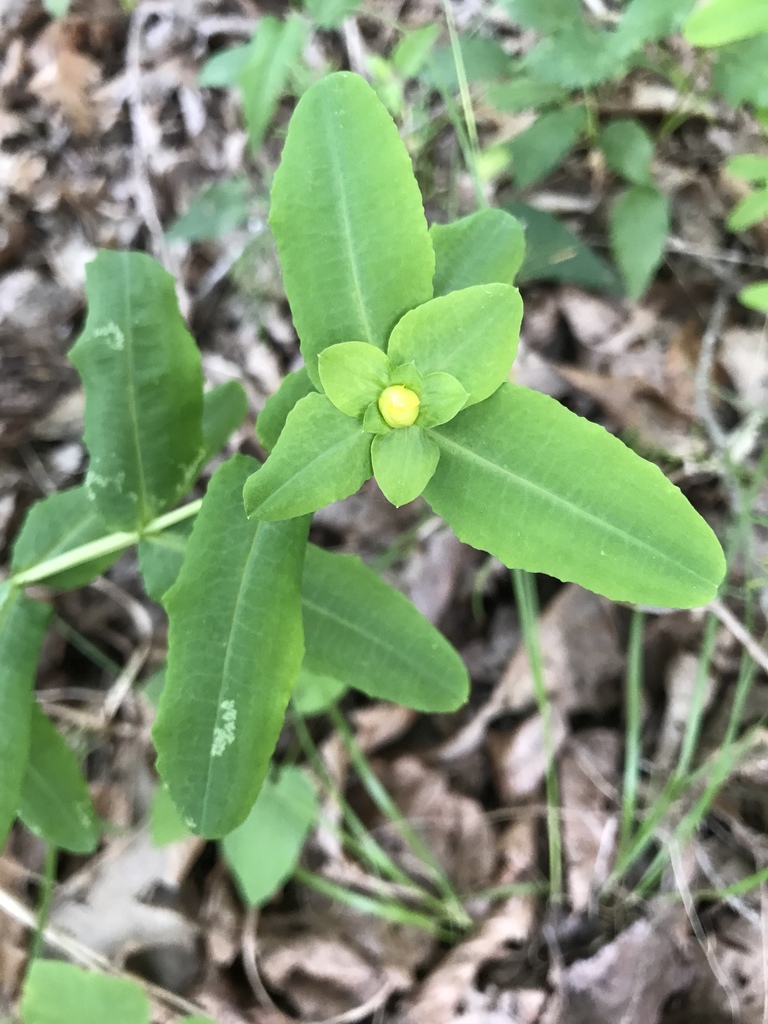 Linear Leaves