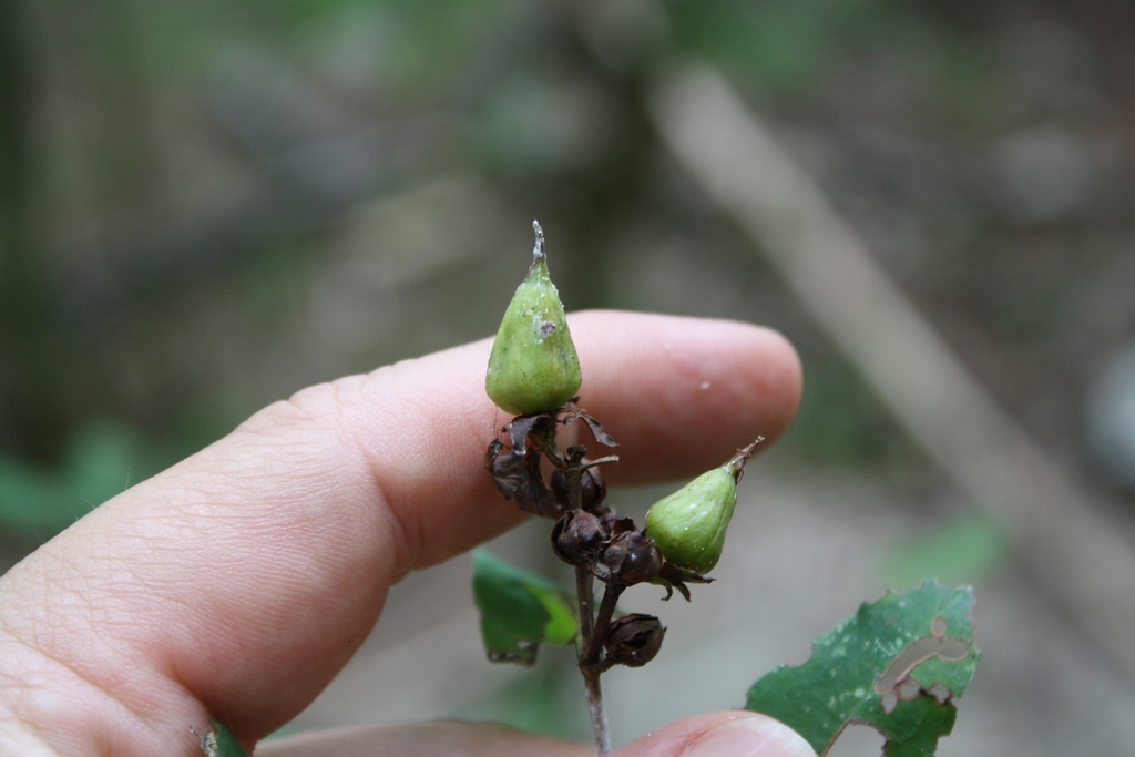 Fruit forming