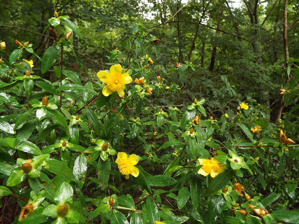Form in bloom with yellow flowers