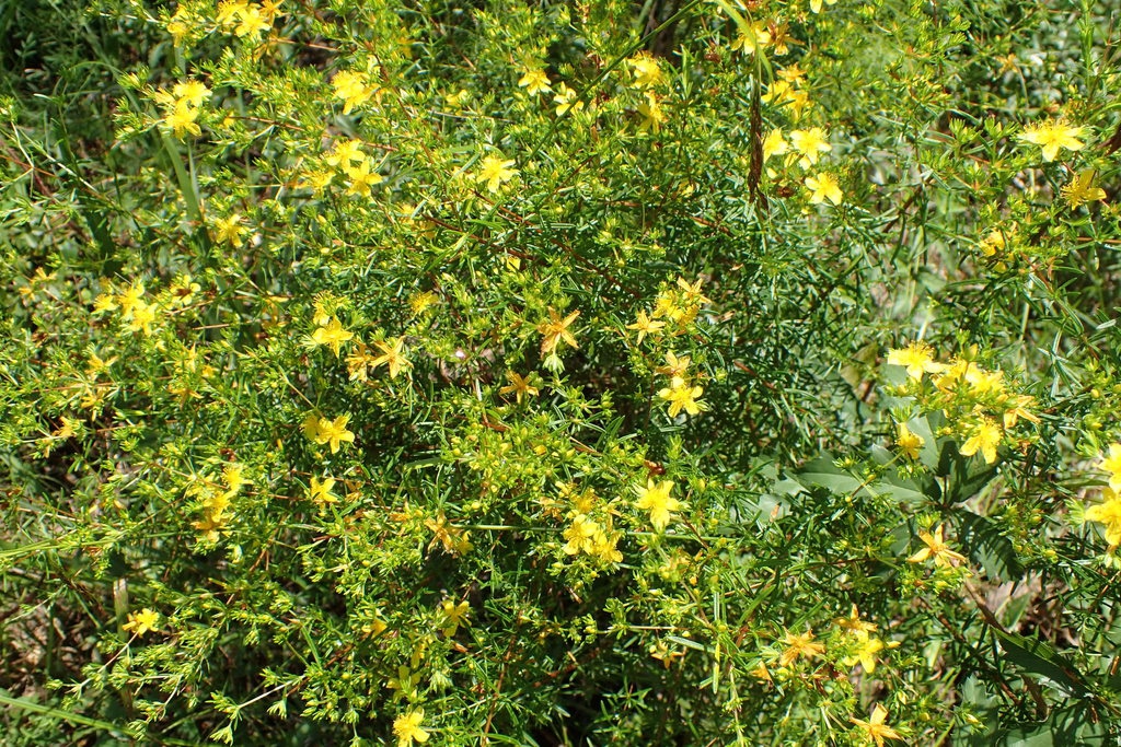 Form in bloom