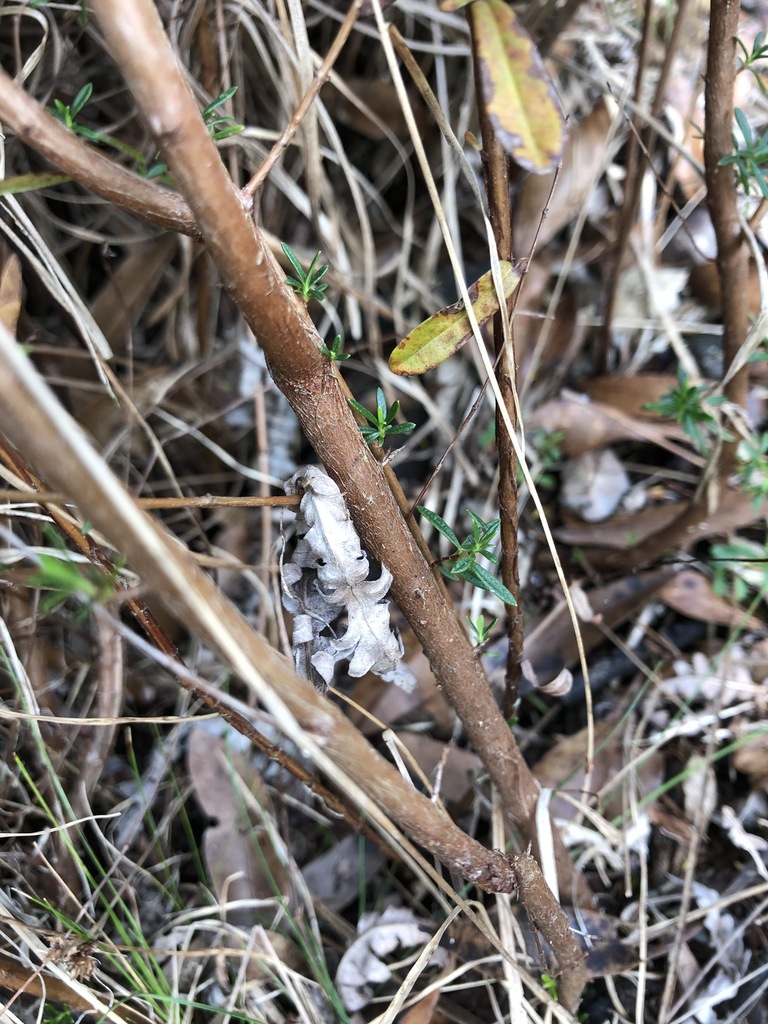 Mature woody stem