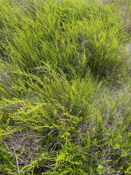 Form of plant without blooms