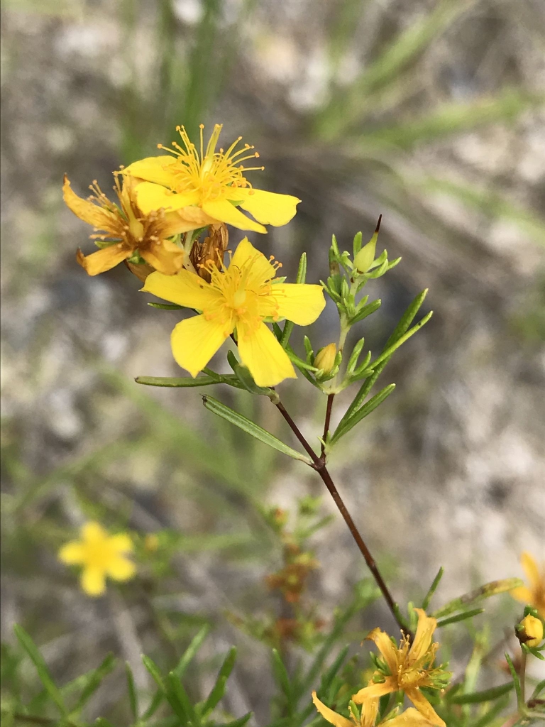 FlYellow flower with 5 petals and many stamensowers