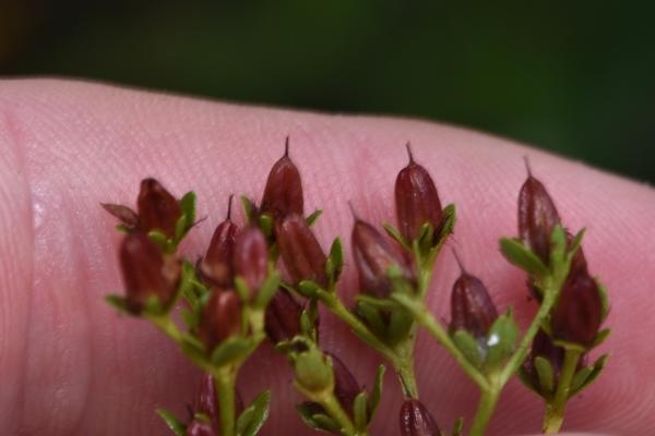 Brown oval capsules