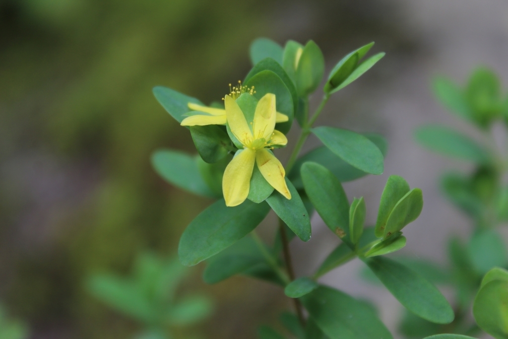 Flower detail