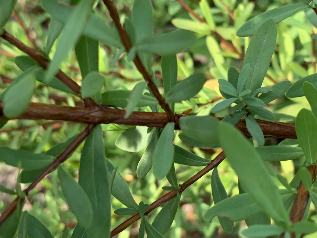 Reddish brown stem