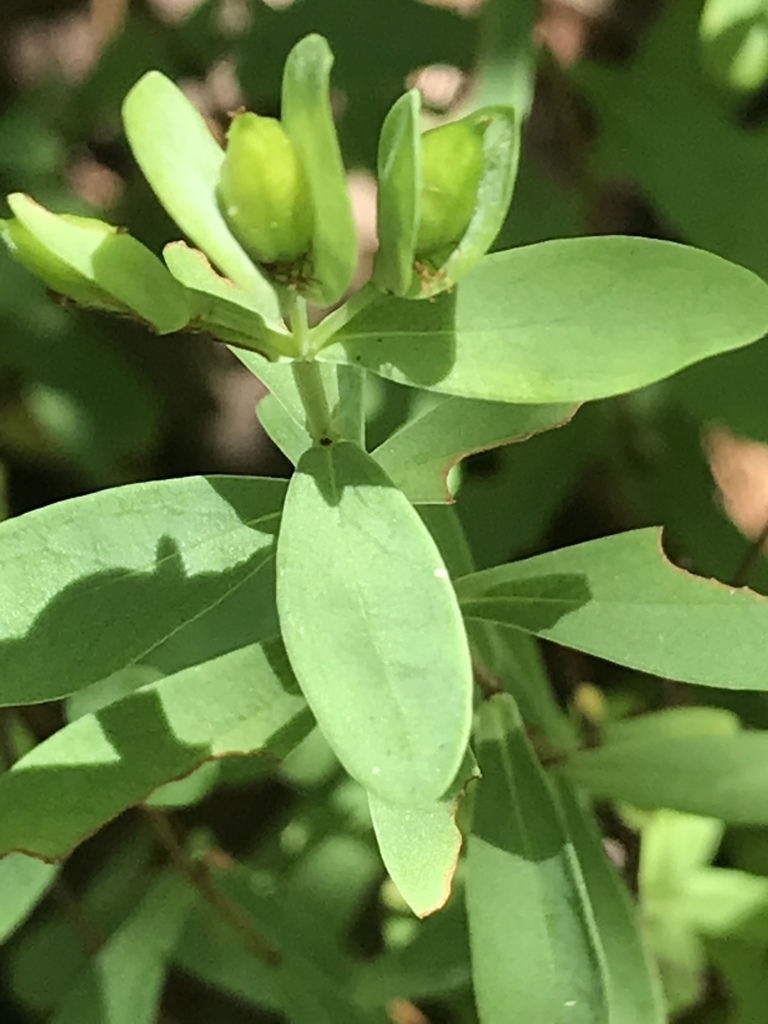 Capsules forming