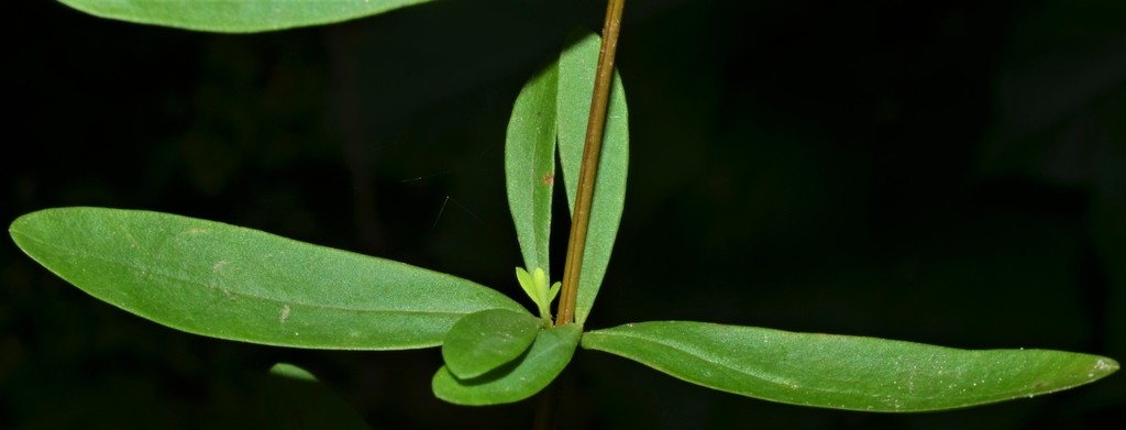 Leaf detail