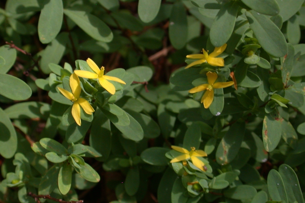 Flowers and leaves