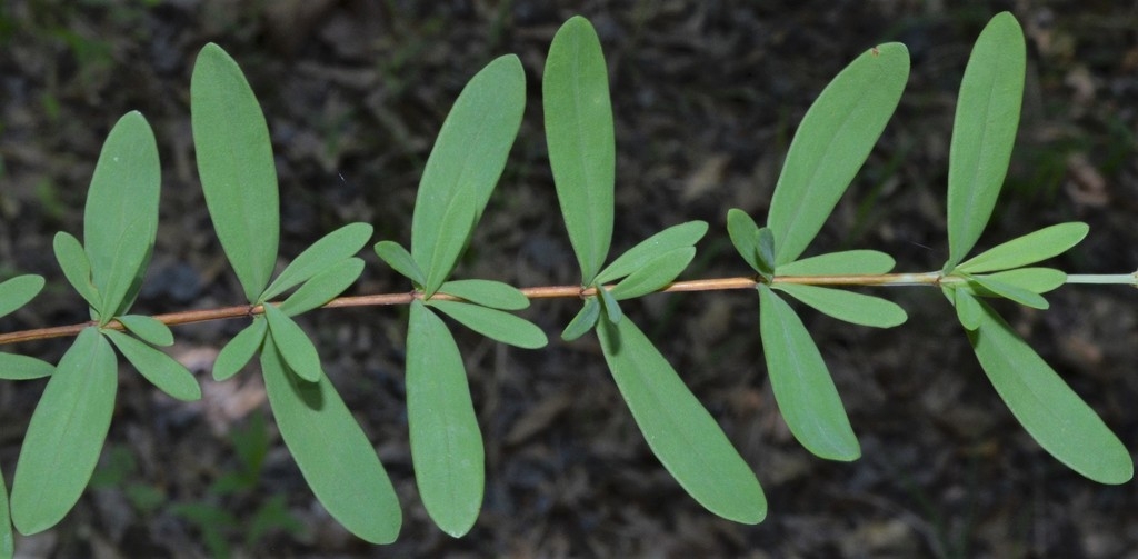 Leaves and stem