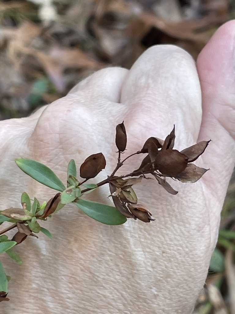 Capsules in winter in SC